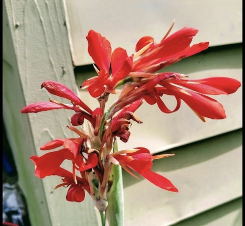 Semi giglio canna rossa - di,
