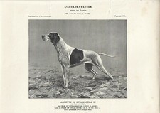 Stampa antica CANE DA FERMA