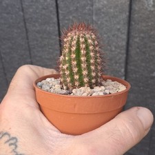 Pierrebraunia bahiensis