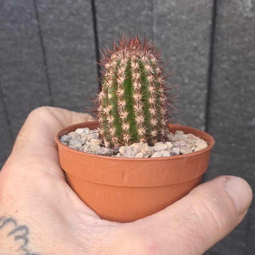 Pierrebraunia bahiensis