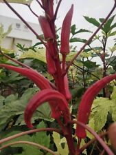 Gombo rosso indiano -