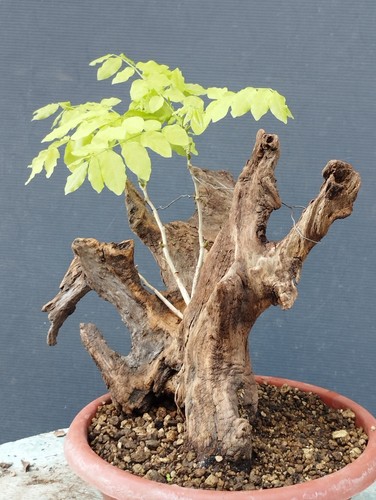 Bonsai glicine 30x20cm in - bonsai, di