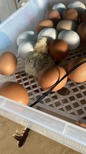 Uova fertili di gallina