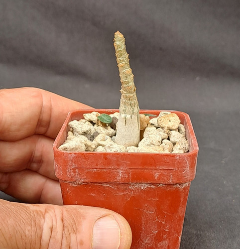 Adenium dhofarense - , (namibia)