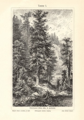 Abete stampa storica - i., -ii.
