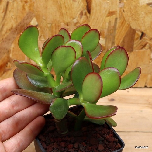Crassula ovata vaso cm - ovata,