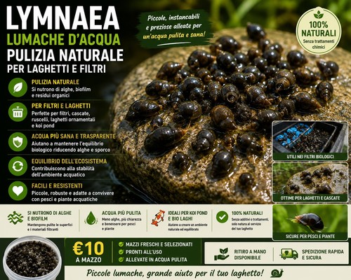 Lymnaea stagnalis lumache - lymnaea,