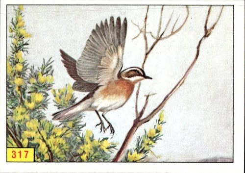 Figurina uccelli panini - figurina,