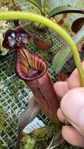 Nepenthes lowii veitchii - nepenthes,