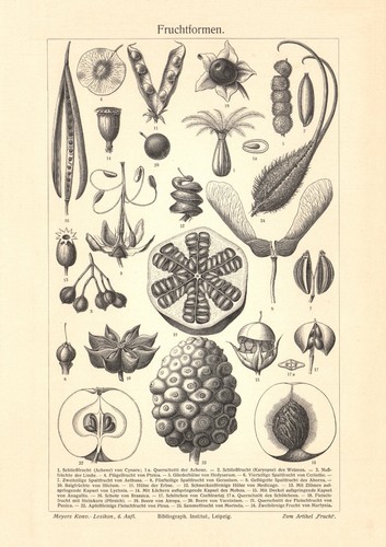 Stampi frutta stampa storica