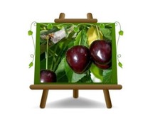 Ciliegio Dolce Durone di Cesena Pianta da frutto vaso 26 max 200 cm  4 anni