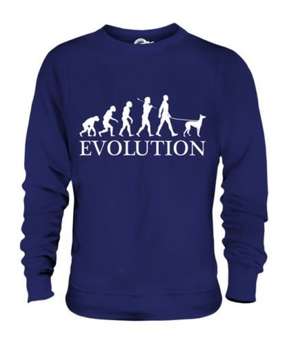 Italiano levriero evolution - levriero,