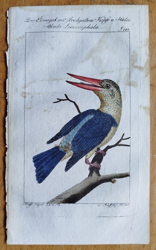 Kingfisher alcedo leucoceph - kingfisher, leucoceph.