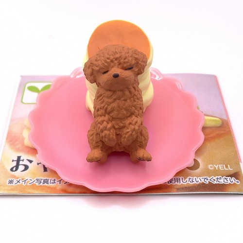 Maltipoo cane animale mini - cane,