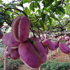 Rara Holboellia latifolia - 4 semi freschi di alta qualità per semina + REGALO