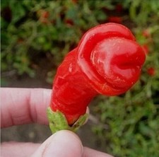 25 SEMI PEPERONCINO PETER PEPPER 