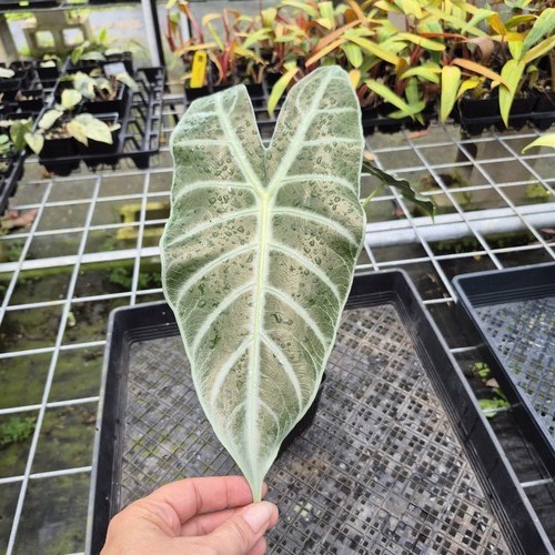 Alocasia longiloba lowii - alocasia,