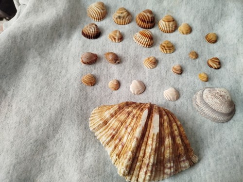 Collezione conchiglie - collezione,