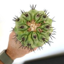 Copiapoa cinerea VERDE X Copiapoa serpentisulcata - no crested solaris