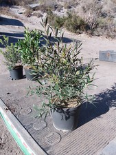 Callistemon (pulitore cilindro) king park, un bellissimo cespuglio giovane.
