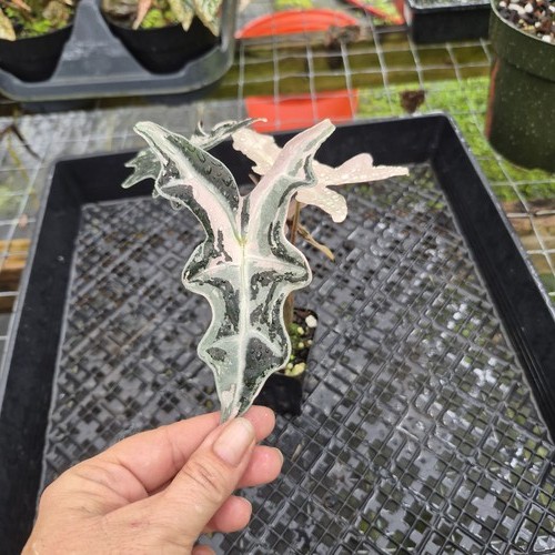 Alocasia nobilis pink
