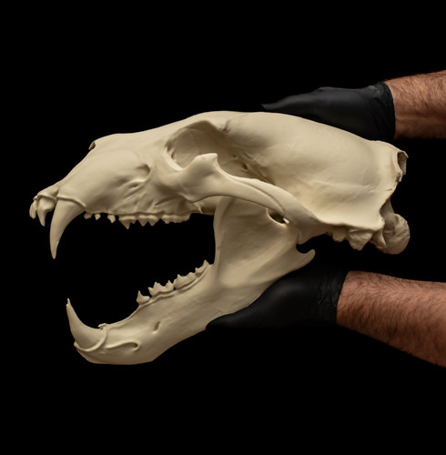 Life size polar bear - polar,