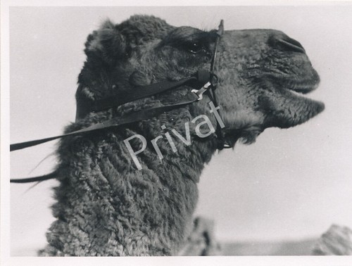 Foto seconda guerra - , mondiale