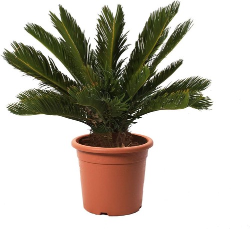 Cycas revoluta palma - -,