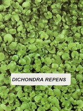 Dichondra repens sementi - repens,