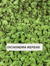 DICONDRA REPENS 1 KG Sementi Prato Professionale