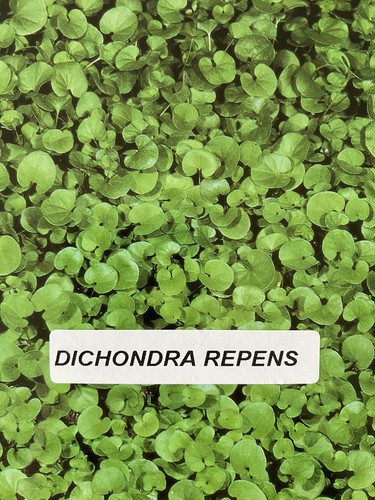 Dichondra repens sementi - 5, kg