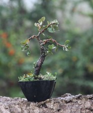 Prebonsai Sughera