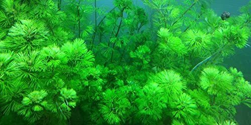Limnophila sessiflora steli - sessiflora,