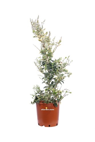 Pianta ligustro ligustrum - ligustro,
