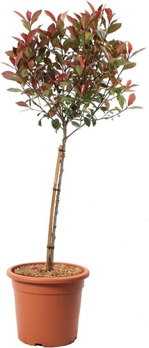 Photinia fraseri robusta - photinia,