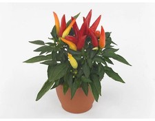 Peperoncino Capsicum Hot Joker