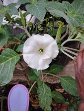 Tromba Datara Moonlight