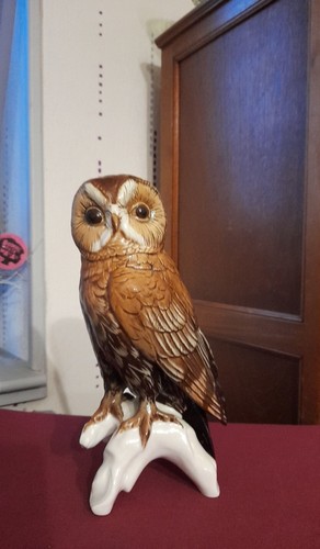 Grande civetta porcellana - civetta, in