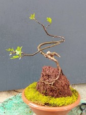 Bonsai Ficus 40x20 Cm In Vaso