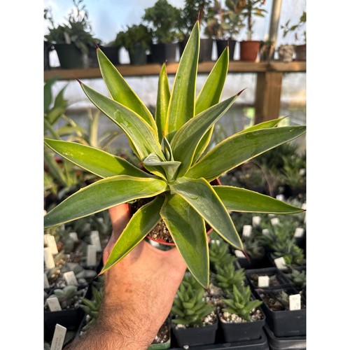 Agave desmetiana