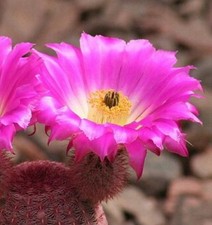 Echinocereus rigidissimu - echinocereus,