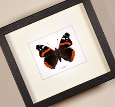 Real framed butterfly  Vanessa
