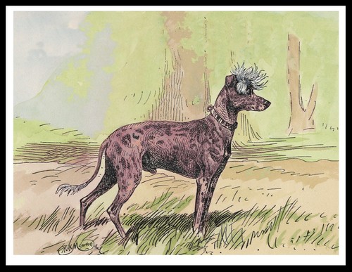 Poster stampa artistica cane - stampa,