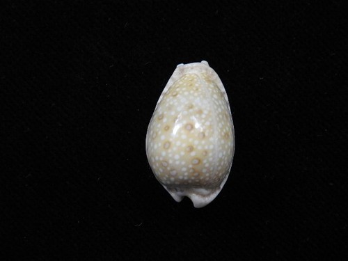 Sea shell cypraea - cypraea, marginalis