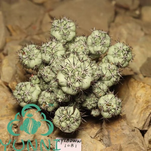 Boutique cm ortegocactus - boutique,