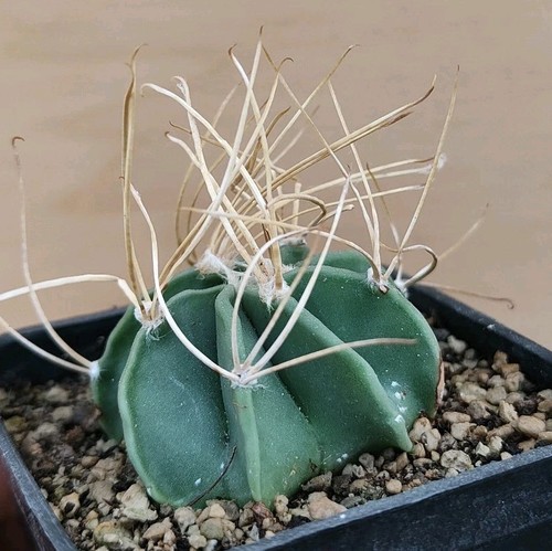 Astrophytum crassispin - astrophytum,