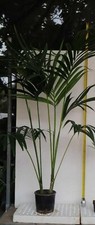 OFFERTA! Kentia Howea pianta doppia h. 130+
