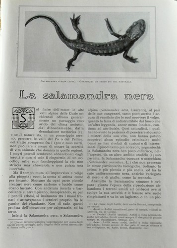 Raffaele issel la salamandra - issel,