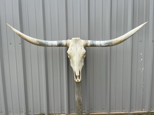 Longhorn teschio sterzo 4 - longhorn,