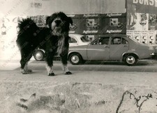 1970 LIDO DEGLI ESTENSI Comacchio auto automobili d’epoca cane Ferrara Foto